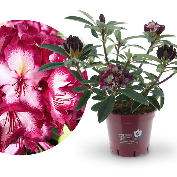 Rhododendron Eyecatcher® 'Exotic' kaufen