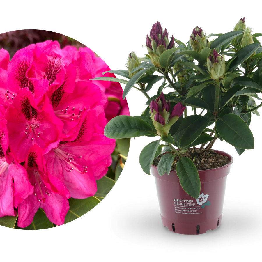 Rhododendron Eyecatcher® 'Sundowner'
