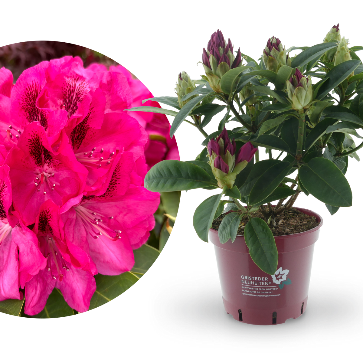 Rhododendron Eyecatcher® 'Sundowner' Violett-Pink