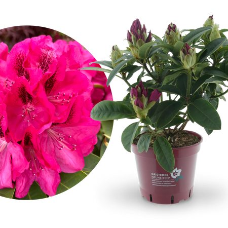 schattenspender für rhododendron Rhododendron Eyecatcher® 'Sundowner' kaufen