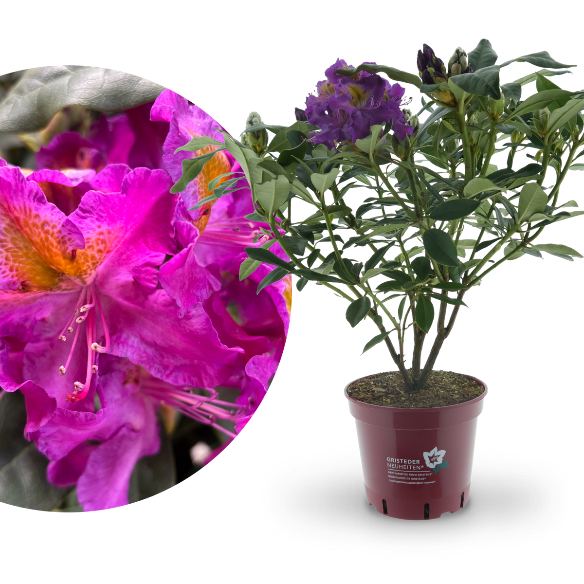 Rhododendron Eyecatcher® 'Sunkiss' Lila-Gelb