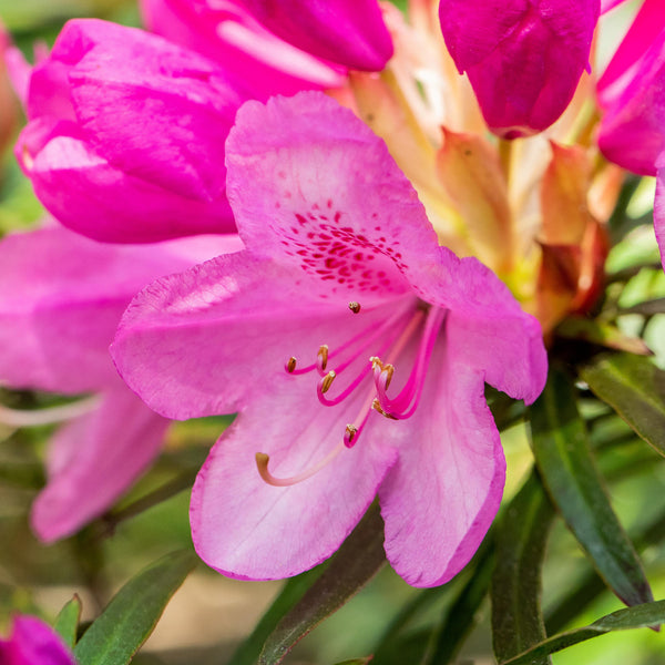 Blüte des Rhododendron 'Graziella'