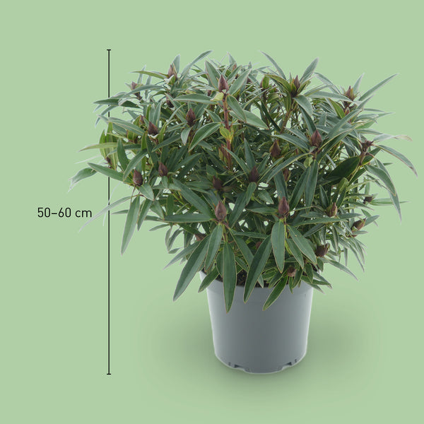 Größe des Rhododendron 'Graziella'
