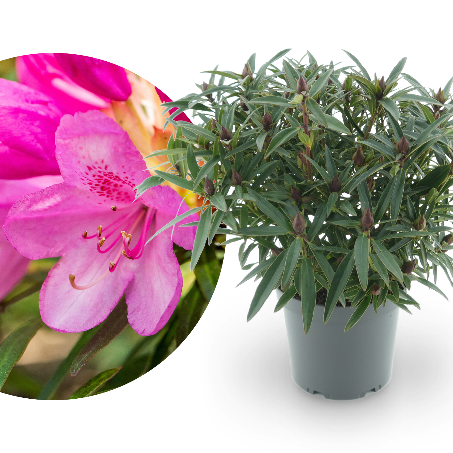 graziella rhododendron Rhododendron 'Graziella' Purpurrosa kaufen