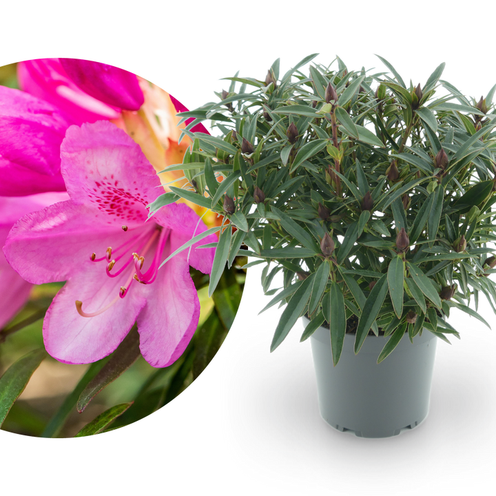 Rhododendron 'Graziella' Purpurrosa
