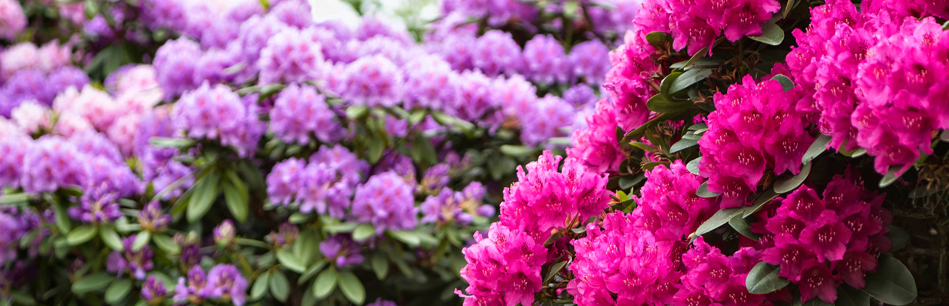 Blühende Rhododendren