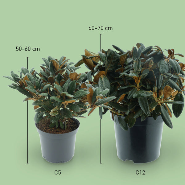 Größe des Rhododendron 'Hydon Velvet'