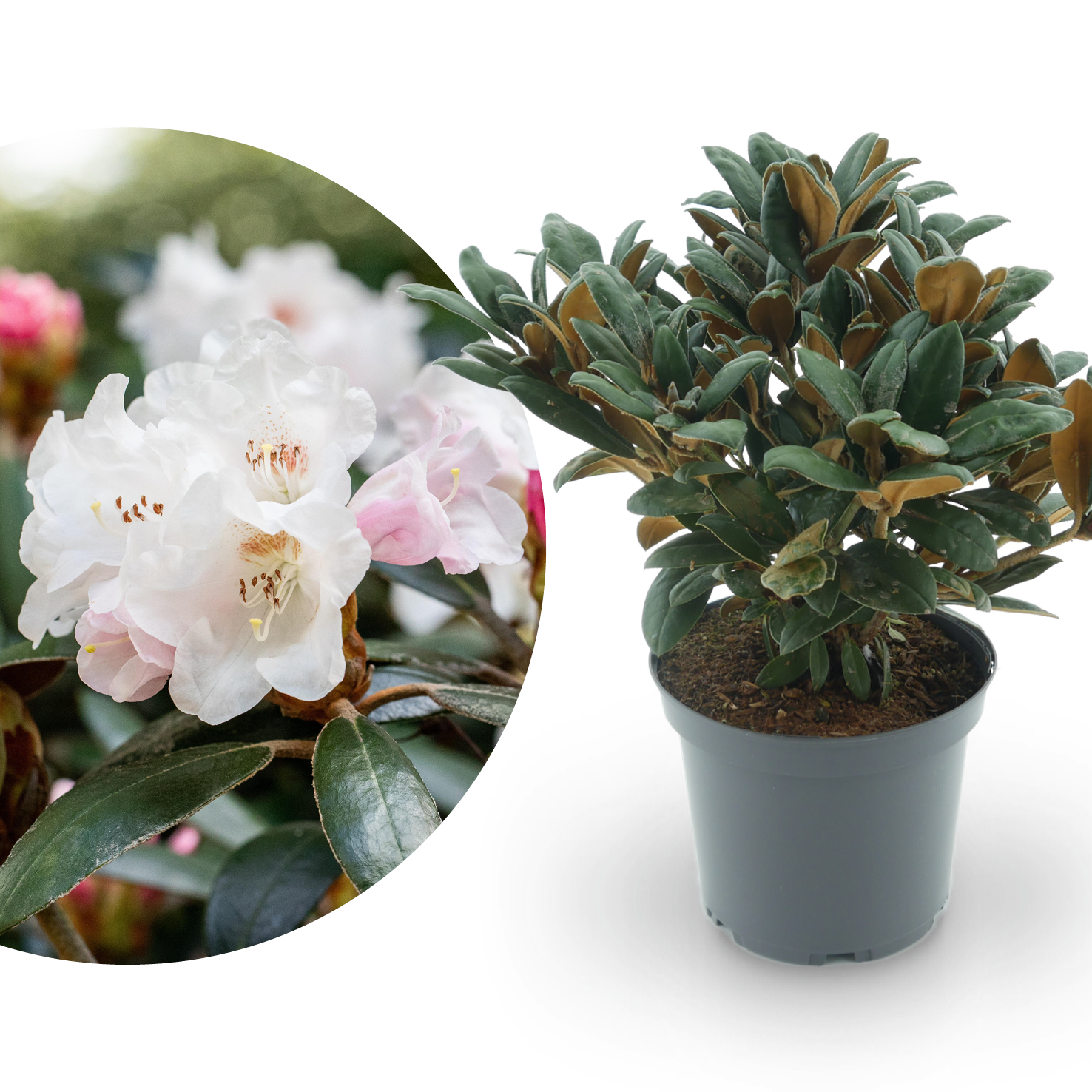Rhododendron 'Hydon Velvet' Weiß-Rosa