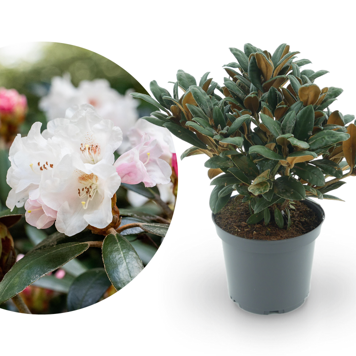 Rhododendron 'Hydon Velvet' Weiß-Rosa