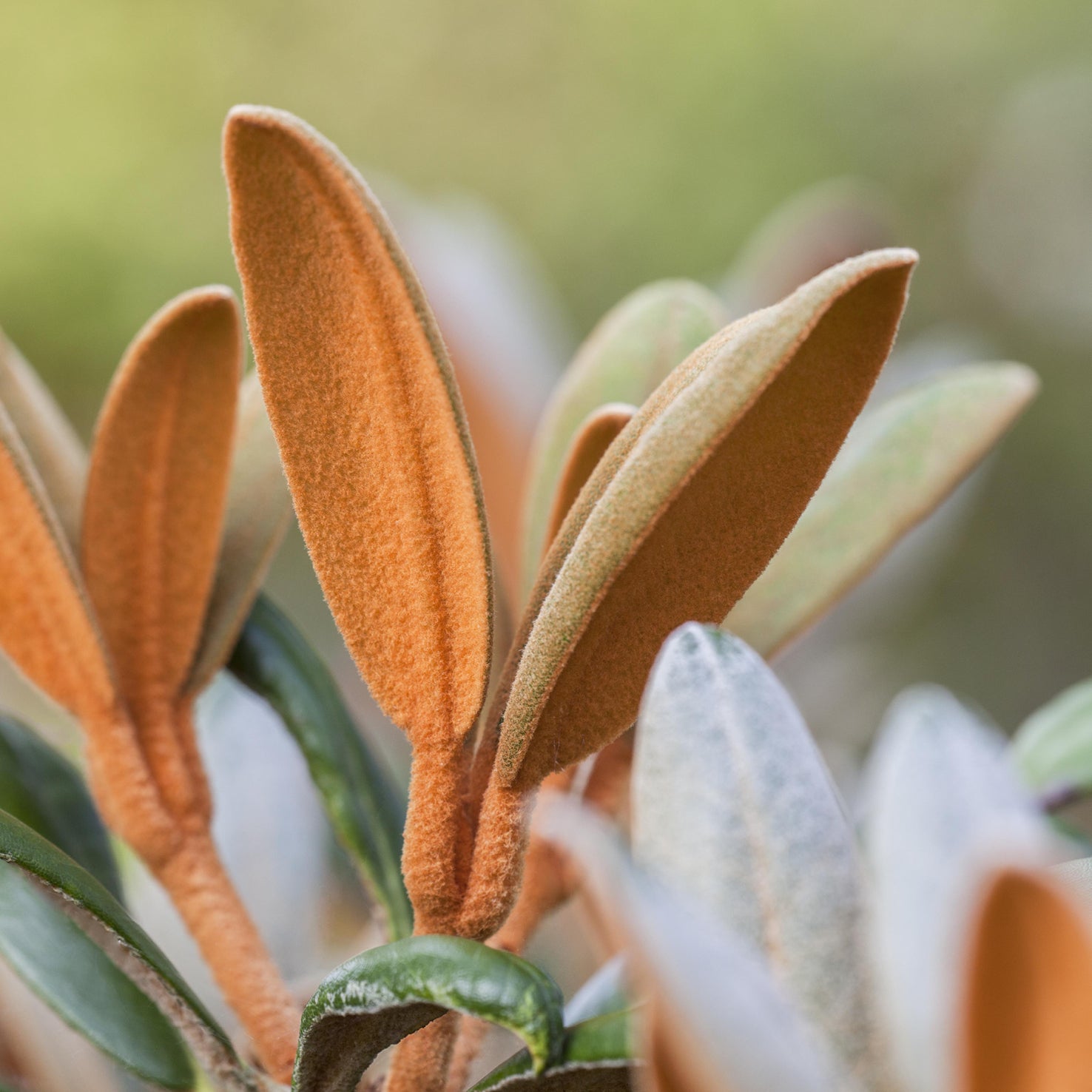 Laub des Rhododendron 'Hydon Velvet'