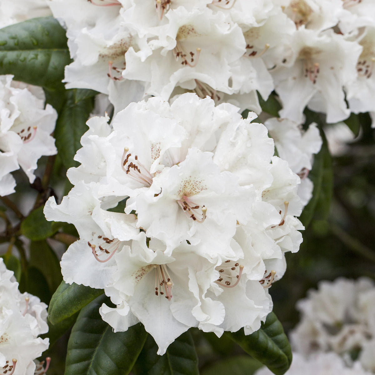 Blüte des Rhododendron 'Bellini'