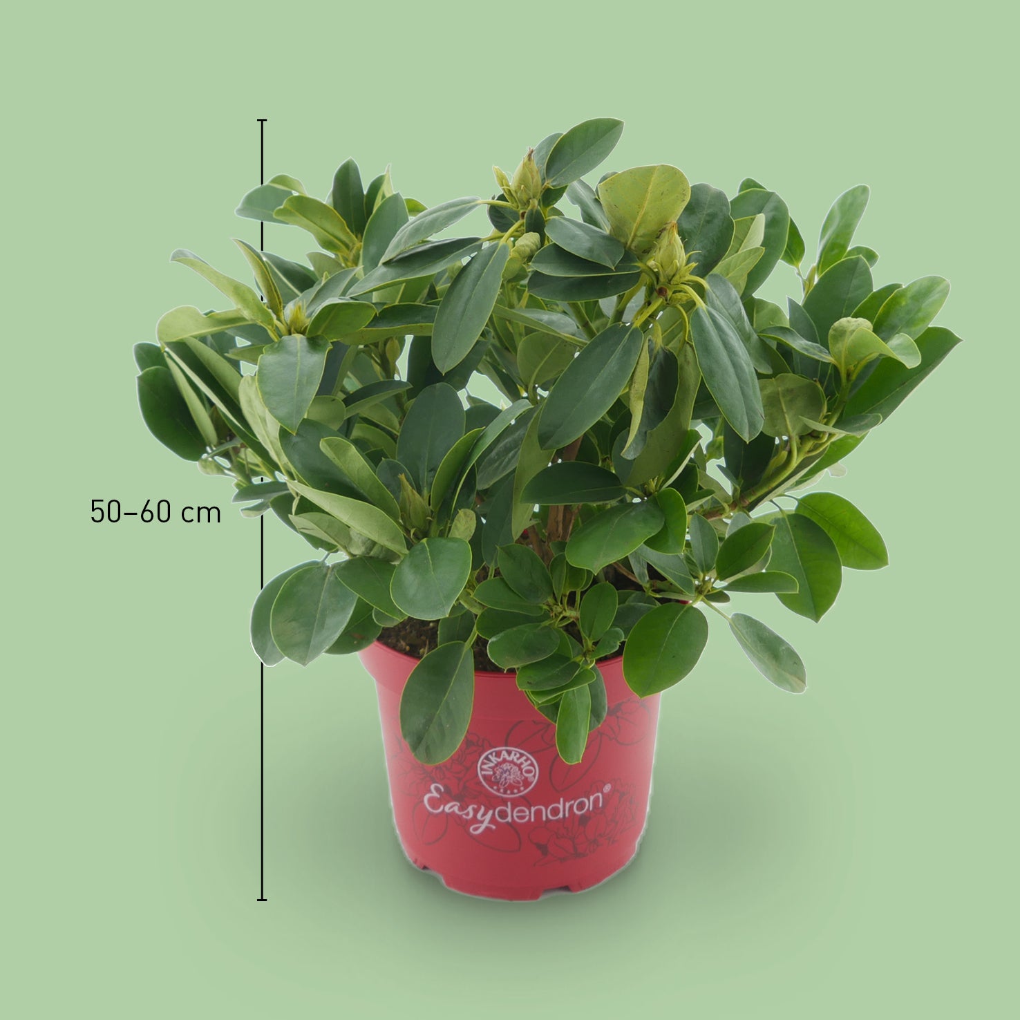 Größe des Rhododendron 'Bellini'