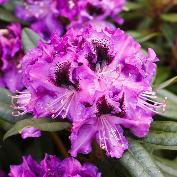 Blüte des Rhododendron 'Blaue Jungs'