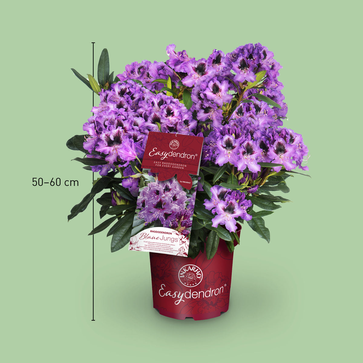 Größe des Rhododendron 'Blaue Jungs'