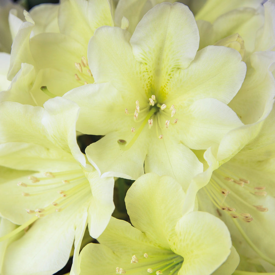 Blüte des Rhododendron 'INKARHO® Dufthecke' Gelb