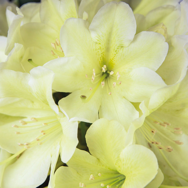 Blüte des Rhododendron 'INKARHO® Dufthecke' Gelb