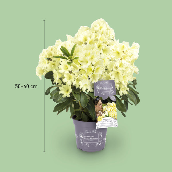 Größe des Rhododendron 'INKARHO® Dufthecke' Gelb