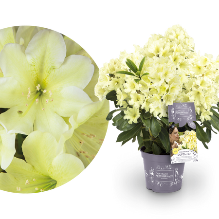 Rhododendron 'INKARHO® Dufthecke' Gelb kaufen