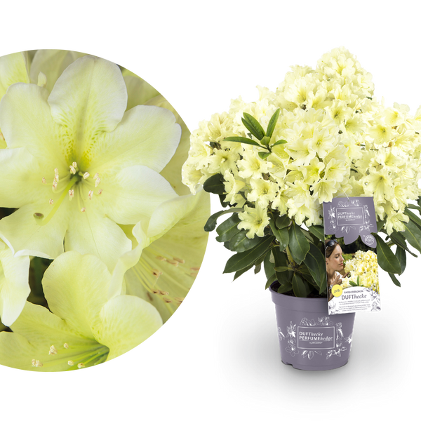 Rhododendron 'INKARHO® Dufthecke' Gelb