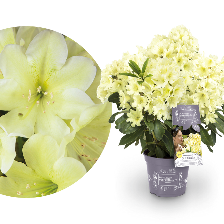 Rhododendron 'INKARHO® Dufthecke' Gelb
