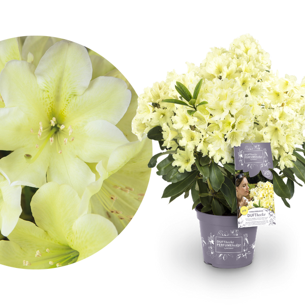 Rhododendron 'INKARHO® Dufthecke' Gelb kaufen