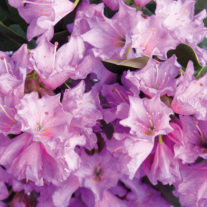 Blüte des Rhododendron 'INKARHO® Dufthecke' Lila
