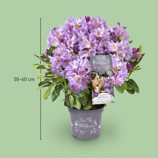Größe des Rhododendron 'INKARHO® Dufthecke' Lila