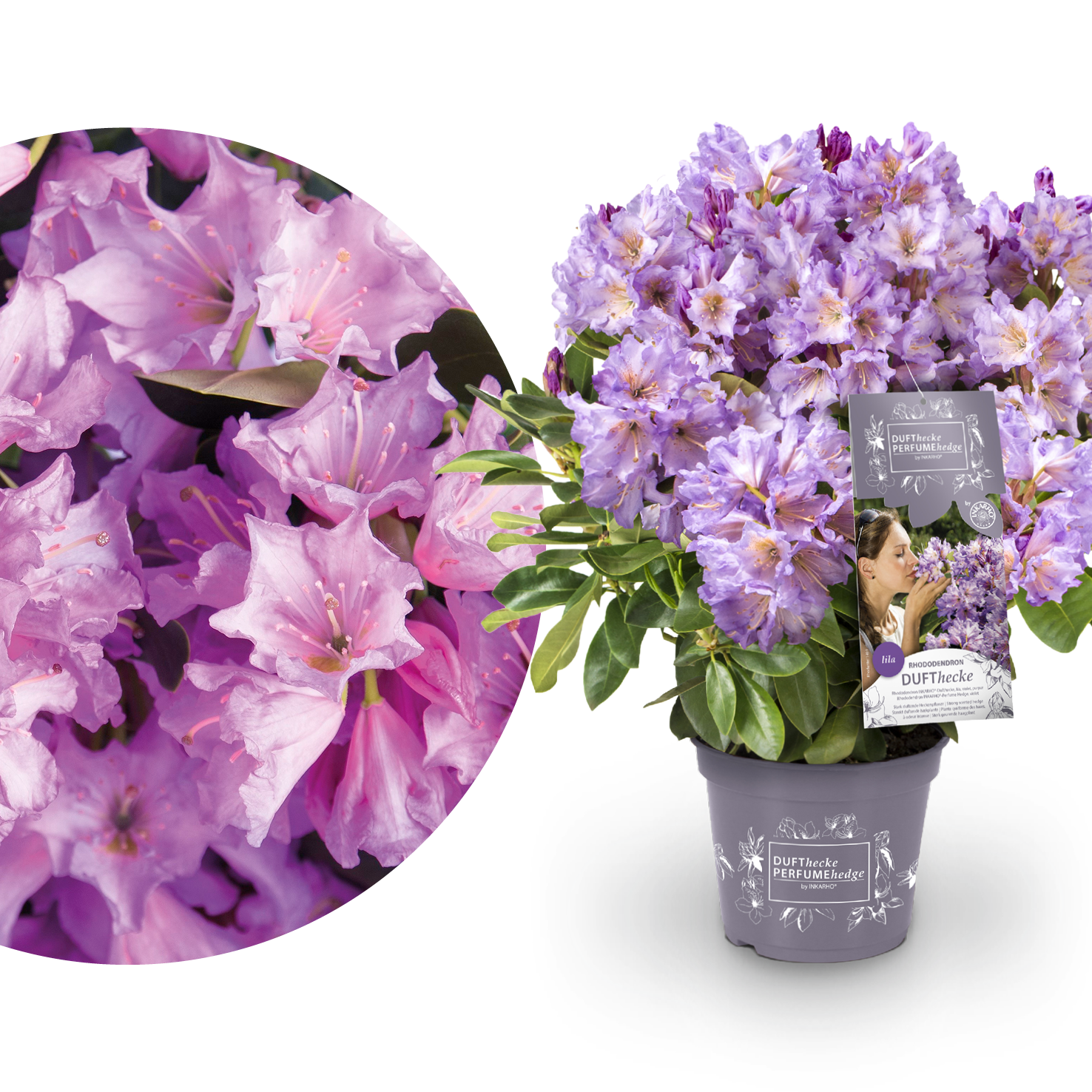 Rhododendron 'INKARHO® Dufthecke' Lila kaufen