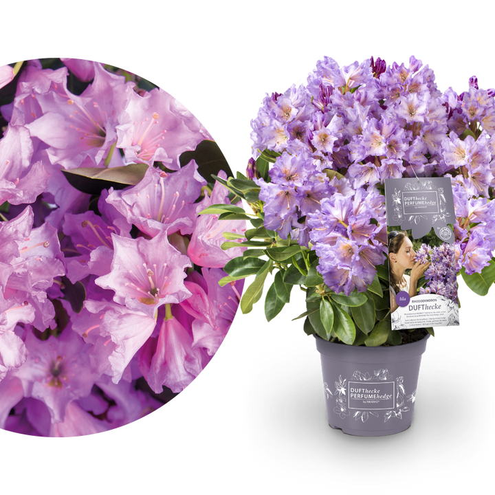 Rhododendron 'INKARHO® Dufthecke' Lila