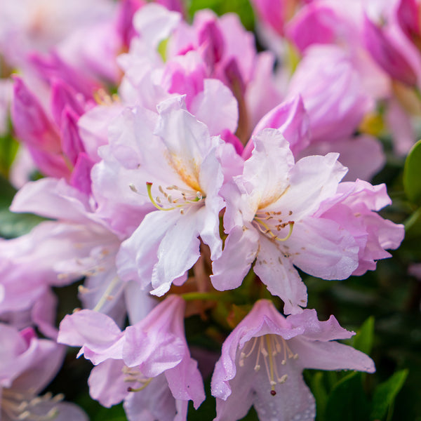 Blüte des Rhododendron 'INKARHO® Dufthecke' Rosa