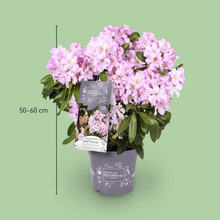 Größe des Rhododendron 'INKARHO® Dufthecke' Rosa