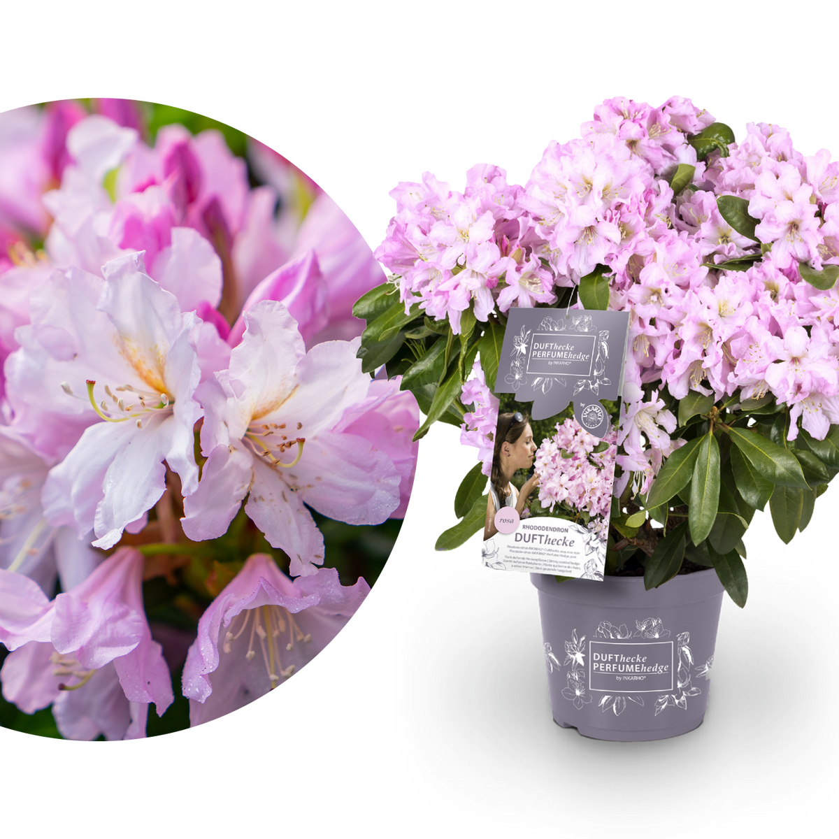 Rhododendron 'INKARHO® Dufthecke' Rosa