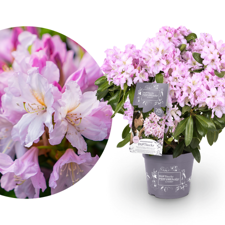 Rhododendron 'INKARHO® Dufthecke' Rosa kaufen