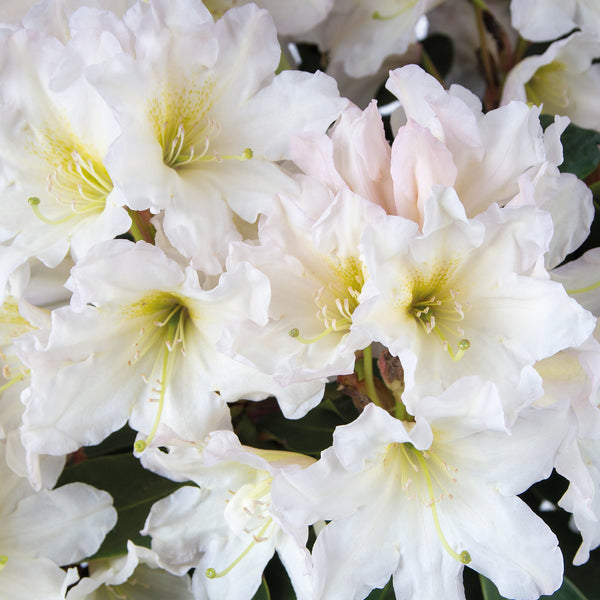 Blüte des Rhododendron 'INKARHO® Dufthecke' Weiß