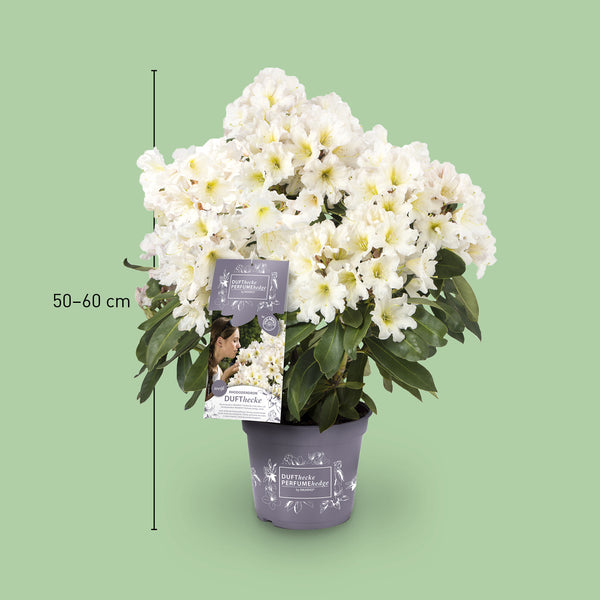 Größe des Rhododendron 'INKARHO® Dufthecke' Weiß