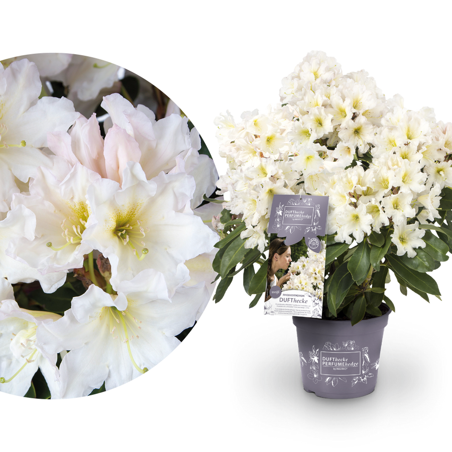 Rhododendron 'INKARHO® Dufthecke' Weiß
