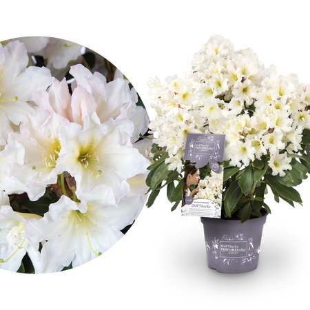 Rhododendron 'INKARHO® Dufthecke' Weiß kaufen