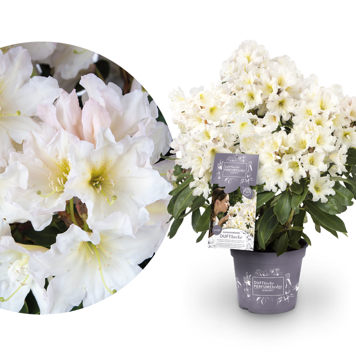 Rhododendron 'INKARHO® Dufthecke' Weiß