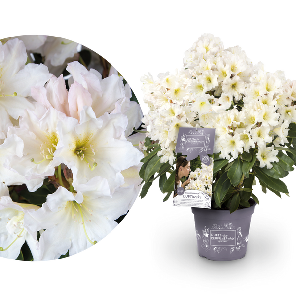 Rhododendron 'INKARHO® Dufthecke' Weiß kaufen