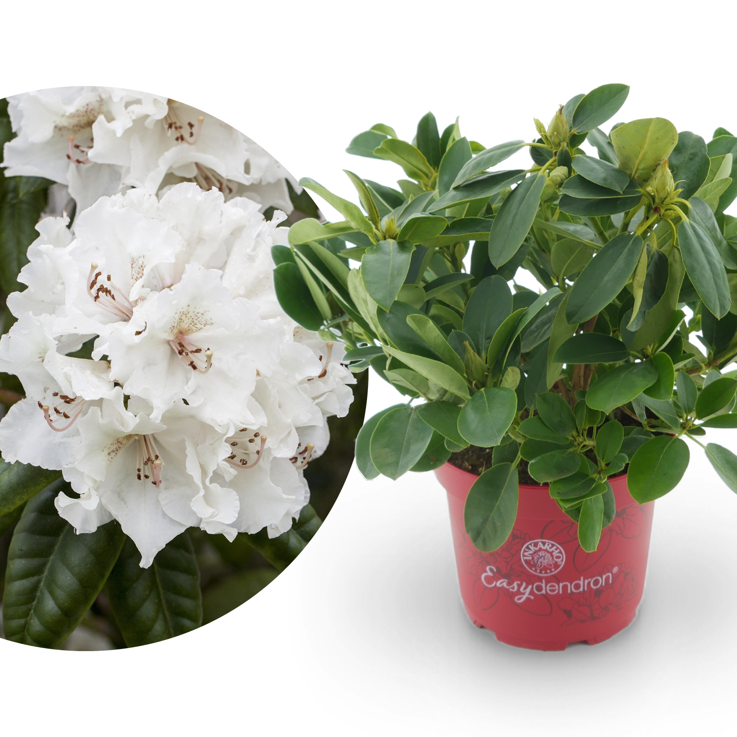 Rhododendron 'Bellini' Sanftgelb kaufen