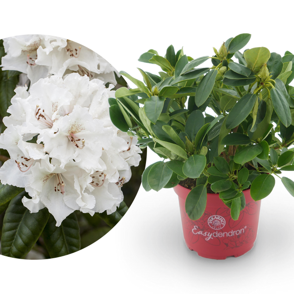 Rhododendron Easydendron® 'Bellini' Sanftgelb