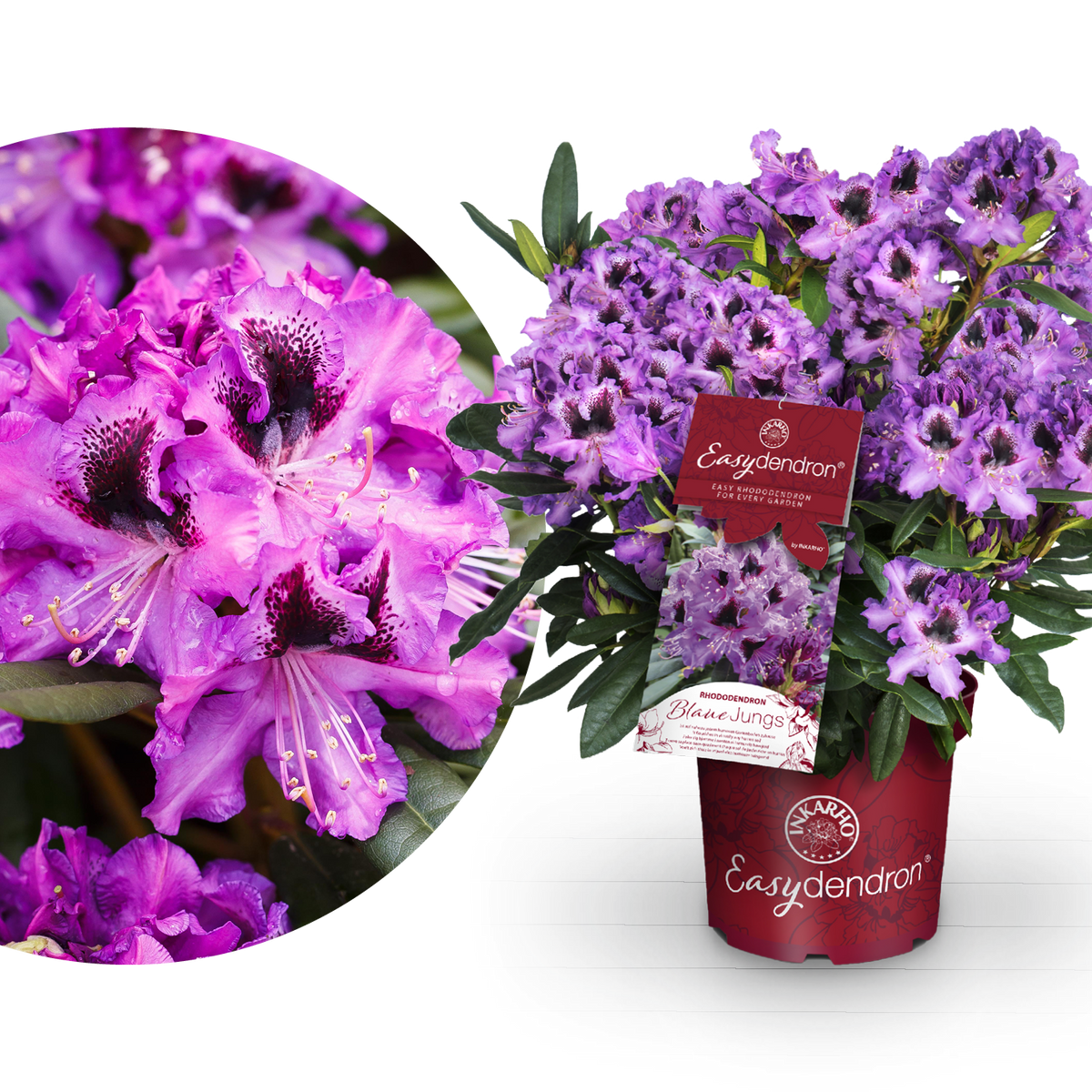 Rhododendron Easydendron® 'Blaue Jungs' Dunkellila