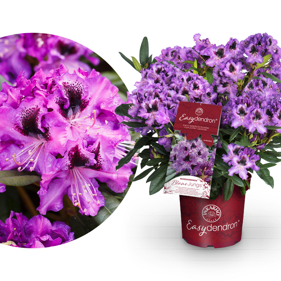 Rhododendron Easydendron® 'Blaue Jungs' Dunkellila