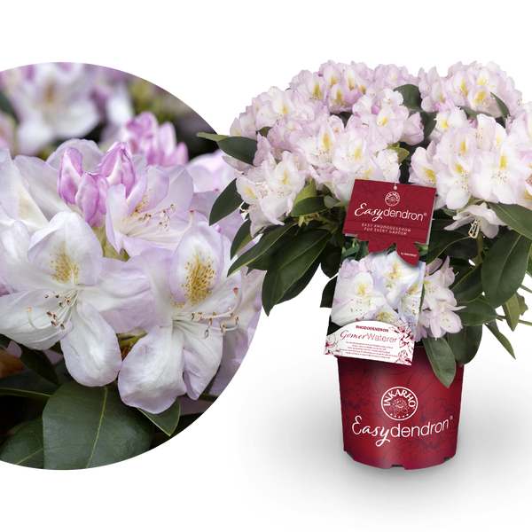Rhododendron Easydendron® 'Gomer Waterer' Weiß-Rosa