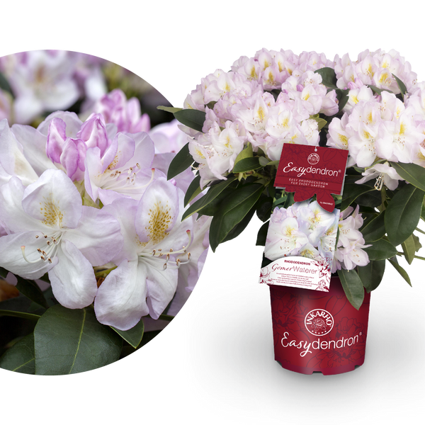 Rhododendron 'Gomer Waterer' kaufen