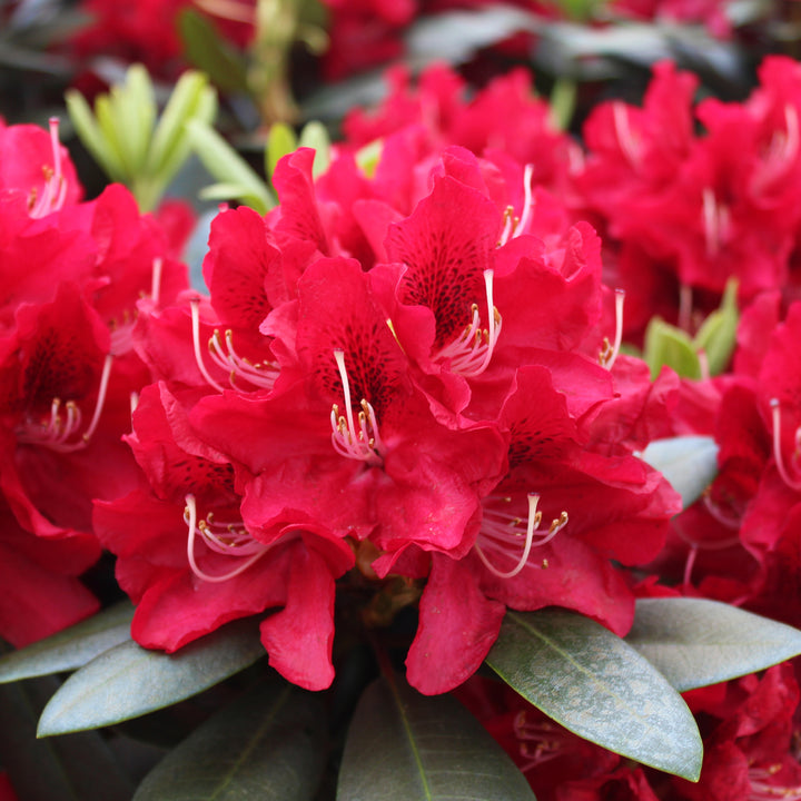 Blüte des Rhododendron 'Karl Naue'