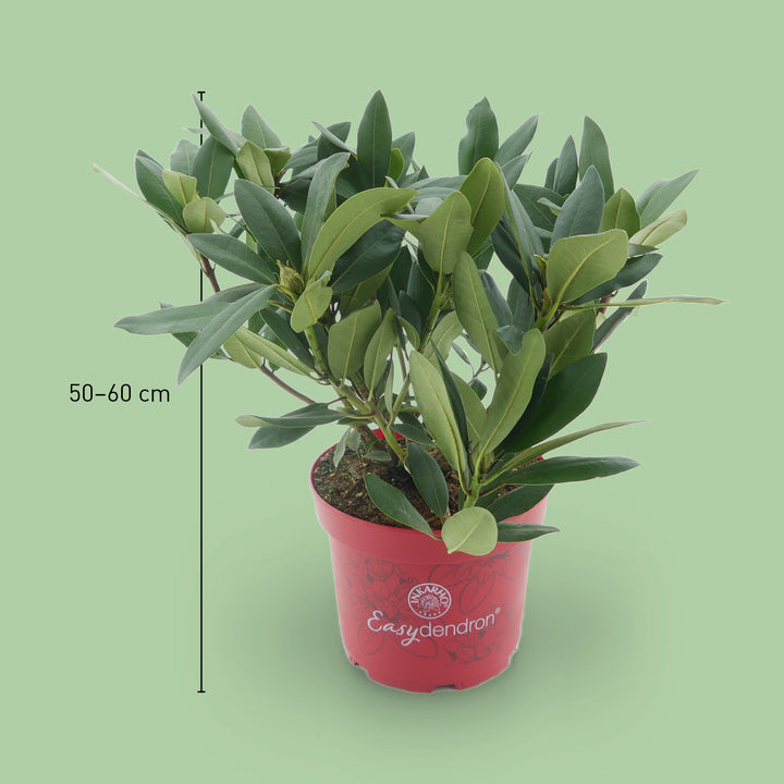 Größe des Rhododendron 'Karl Naue'