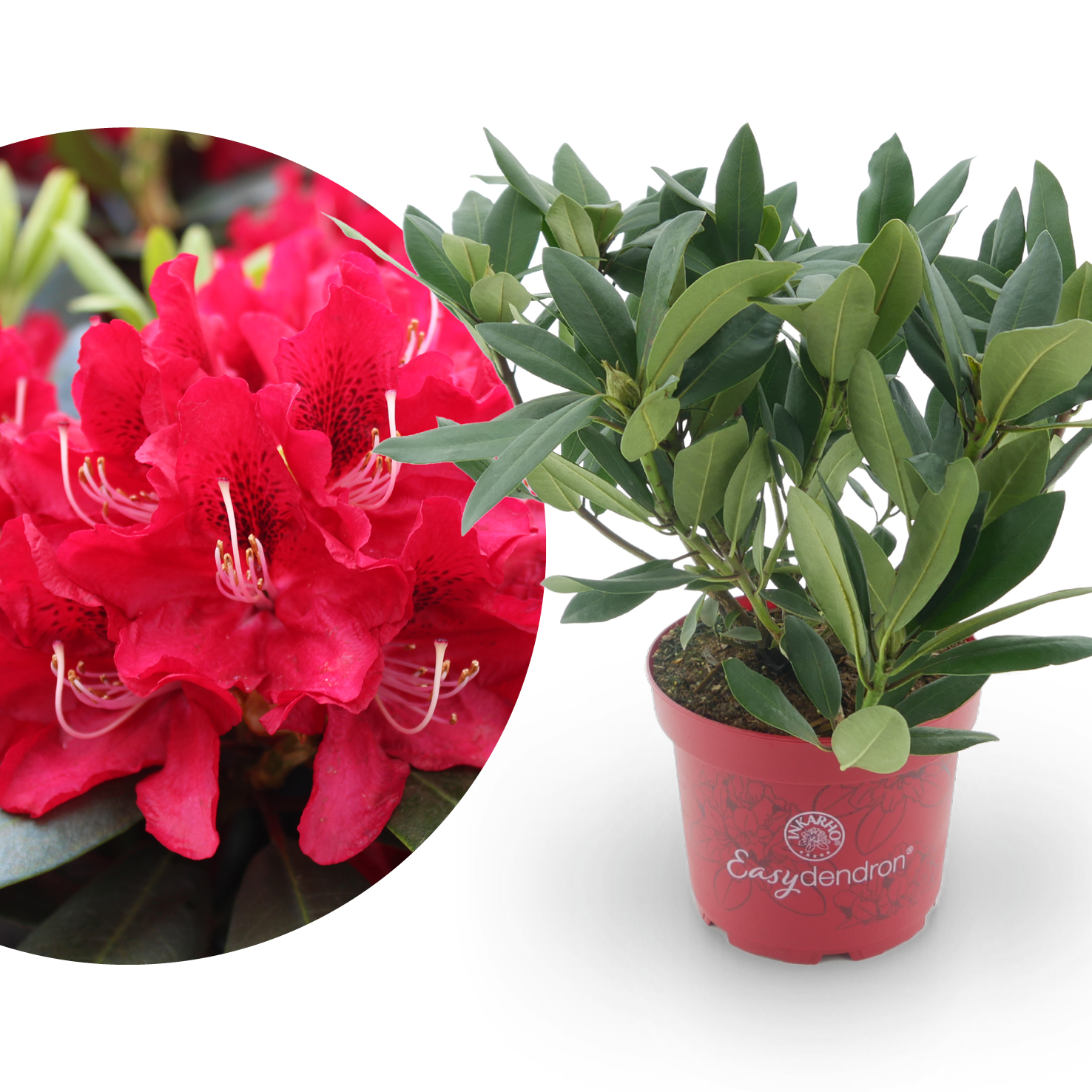 Rhododendron 'Karl Naue' Rot kaufen