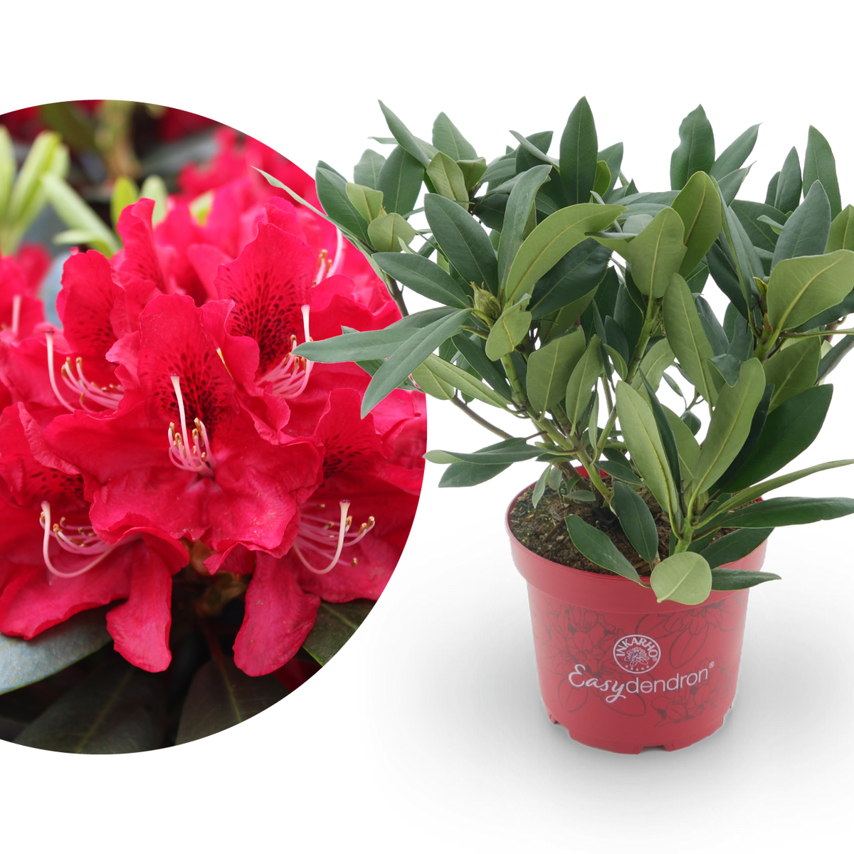 Rhododendron Easydendron® 'Karl Naue' Rot