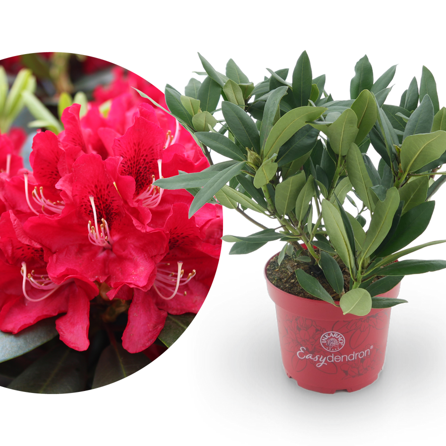 Rhododendron Easydendron® 'Karl Naue' Rot